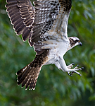 BB 12 0042 / Pandion haliaetus / Fiskeørn